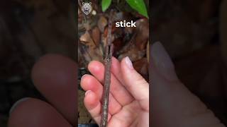 Stick Mantis