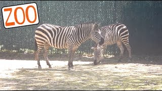 PA TRIP | GOING TO THE ZOO