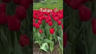 Tulips 🌷 #keukenhof #tulips #travel #netherlands #shortsvideo