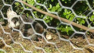 Eclosion de 2 nuggets Juin 2018