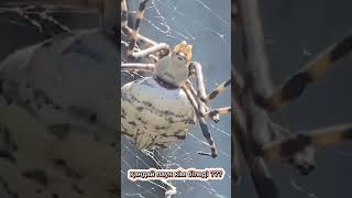 кандай паук кім біледі 🕷🕸️🕷🕸️