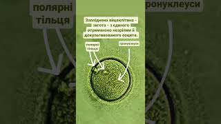 Fertilized egg cell - zygote - from a single immature and cultured oocyte. Запліднена яйцеклітина.