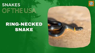 RING NECKED SNAKE