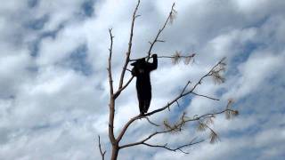 Baby Bear Climbing a Tree