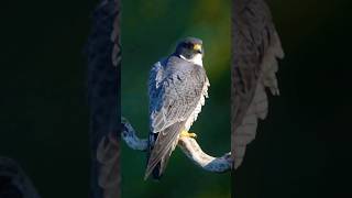 Peregrine Falcon #subscribe #shorts #wildlife #nature #birdwatching #birdsofprey #falcon #raptors