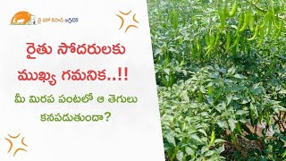 రైతు సోదరులకు ముఖ్య గమనిక..!!| మీ మిరప పంటలో ఆ తెగులు కనపడుతుందా?| Chilli Crop @JaiHoKisan #jhk