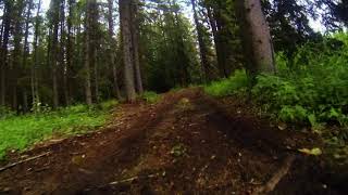 Forest - GoPro 3 - HEVC Video