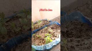 Mint podena update on my Home rooftop garden #vegetables #homegarden #gardeningtips