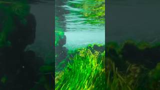 underwater hub #ytshorts #water #hub