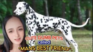 Cute Dumb Pets called "MANS BEST FRIEND".