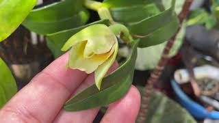 Orchids Update May 2024