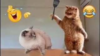 Funniest Animals 😂 New Funny Cats and Dogs Videos 😹🐶 Part 5