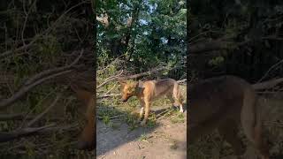 German Shepherd Helps take apart a tree🌳