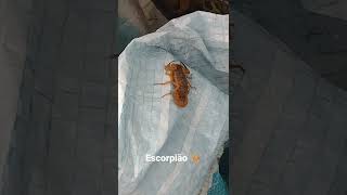 escorpião 🦂