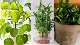 घर में होगी धन वर्षा, अगर घर में लग जाएगा ये पौधा Plants that attracts Wealth and Positivity