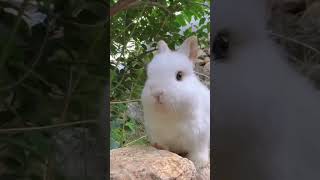 the cute bunny is on the top of the rock eating fruit #bunny #youtubeshorts