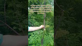 Angelica. Medicinal, Tasty and Beautiful #wildedibles #nature #medicinalplants