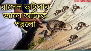 সিলেটে মাছ ধরতে গিয়ে জালে রাসেল ভাইপার ধরা পরলো😢😢😢 Rasel Vaipar | Mr Russell’s