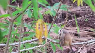 Sukses Rekam Burung Cendwt di Semak-Semak kebun