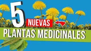 🌿  5 Nuevas PLANTAS MEDICINALES que son VERDADEROS TESOROS 💰 !NO LAS PASES POR ALTO¡🌱✨