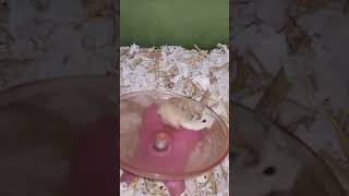 Lovely pets Hamster exercise... #shortvideo (2)