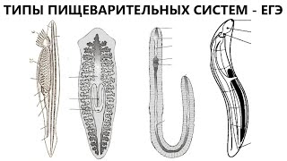 Типы пищеварительных систем - ЕГЭ по биологии