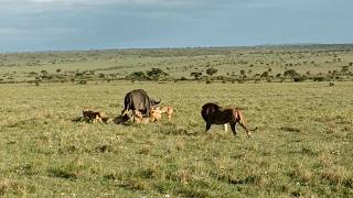 Big male lion shows his pride how to take down a buffalo