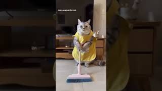 Cat video ,#viralvideo #cat #trendingshorts #catlover #cats #funnycats #funnyvideos #music #ai