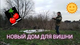 Переезд сада!!! Как пересадить вишню весной на новое место