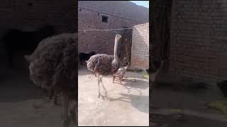 Ostrich 🥰 SheetarMurgh 🥰😍🥰😍🥰😍🥰😍🥰😍🥰😍🥰