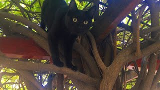 Als ich zu der schwarzen Streunerkatze auf dem Baum ging, liebte sie mich sofort💕