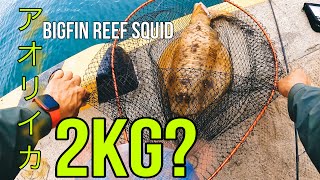 SHIMANO TWINPOWER ft.YAMAGA BLANKS🆚BIGFIN REEF SQUID GAMING アオリイカ [SHORE CASTING]瀬戸内海日本エギング,