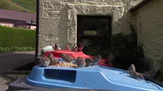 Birds on a Bin