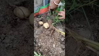 Harvesting Potatoes from terrace garden #terracegarden #potatoes #gardening #shorts #youtubeshorts