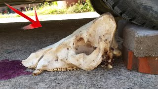 Crushing Crunchy & Soft Things by Car! EXPERIMENT CAR vs SKULL and Toys