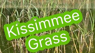 Kissimmee Grass : Biology 101