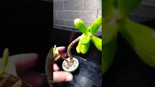 Jade Bonsai #shorts #plants #bonsai #jadeplant