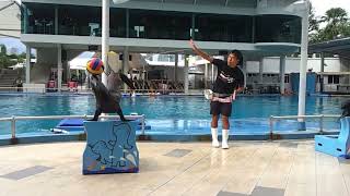 SEA LION&DOLPHIN SHOW IN SINGAPORE #singapore #sealionshow #dolphinshow #singaporezoo #travel #fypシ