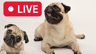 Pets Cam livestream!