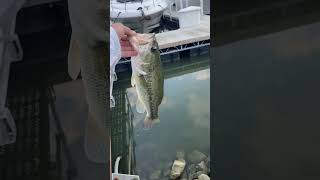 2 pound bass release!!