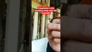 pengobatan mata kambing yang sakit dan memutih