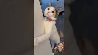 #cats #catvideos