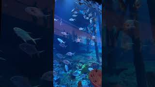 Dubai Mall Aquarium #dubaimall #dubaimalltour #burjkhalifa #burjkhalifahdubai #dubai #viralvideo