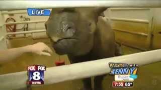 Rhino Farts Cracking Up Reporter News Blooper