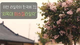 꽃과 향기가 매력적인 '외목대 미스김라일락 ' 정원 필수템 !