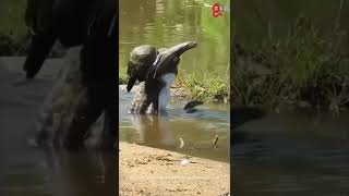 eagle vs snake king cobra