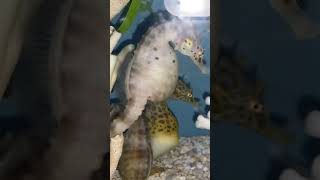 Amazing Sea Horses #shorts #aquarium #ripleysaquarium @rafisviews