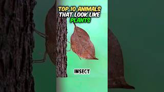 10 Animals that look like plants 🪴          #shorts  #trends