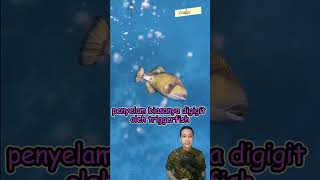 Penyelam Ini Digigit Ikan Ayam Ayam #shorts mp4