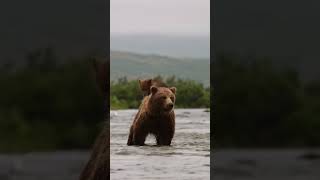 Маленький медвежонок забрался на спину мамы медведице.